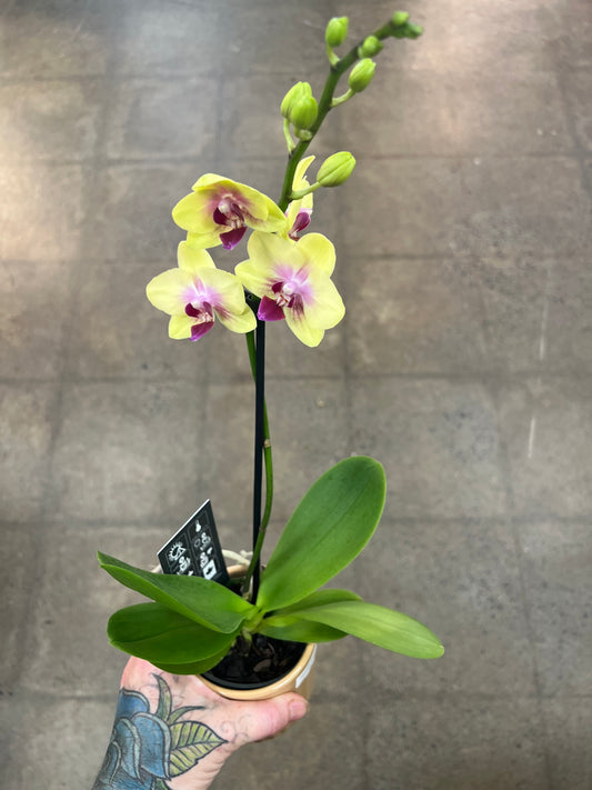 Orchidée avec Cache pot