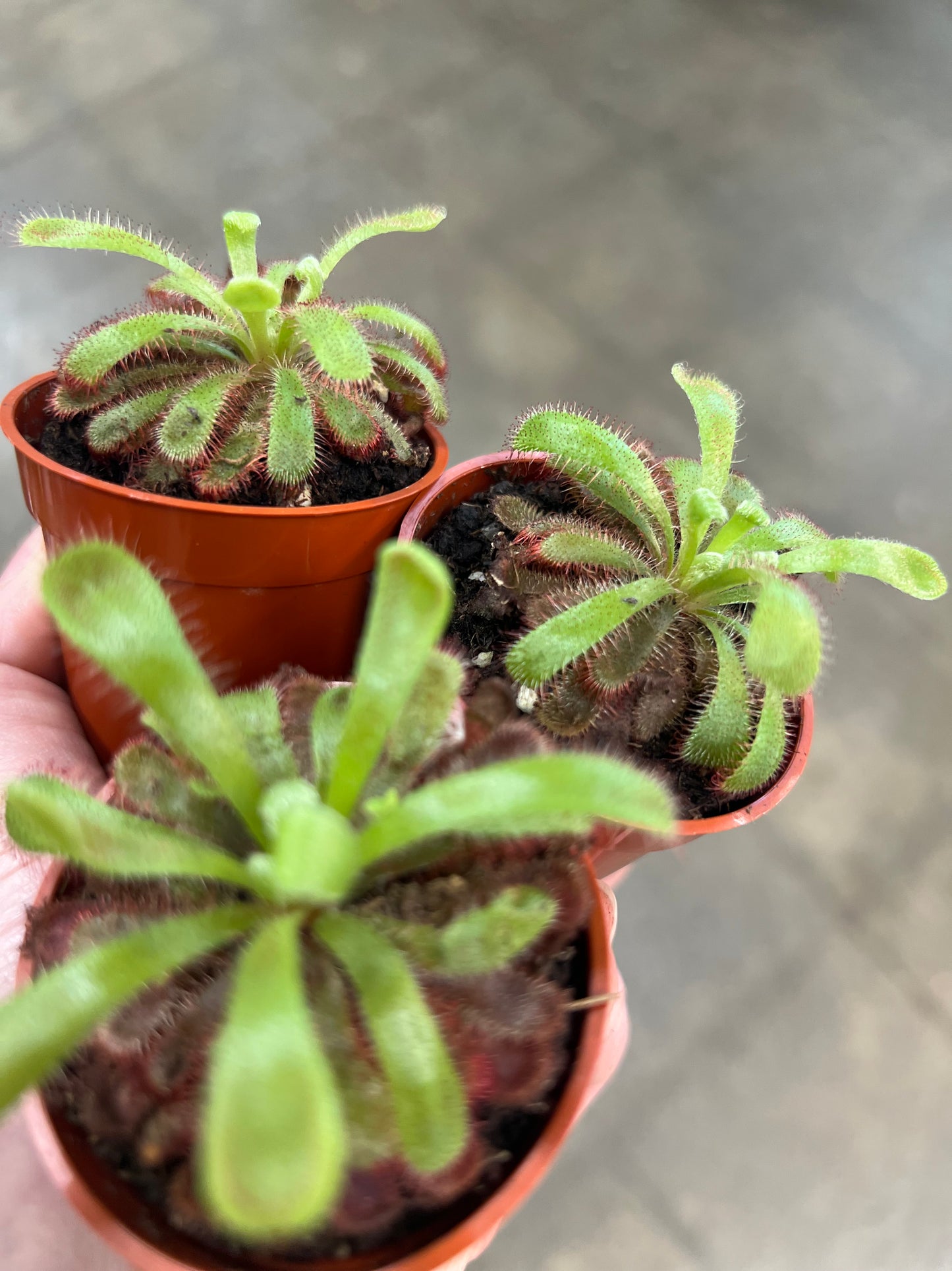 Drosera Sundew