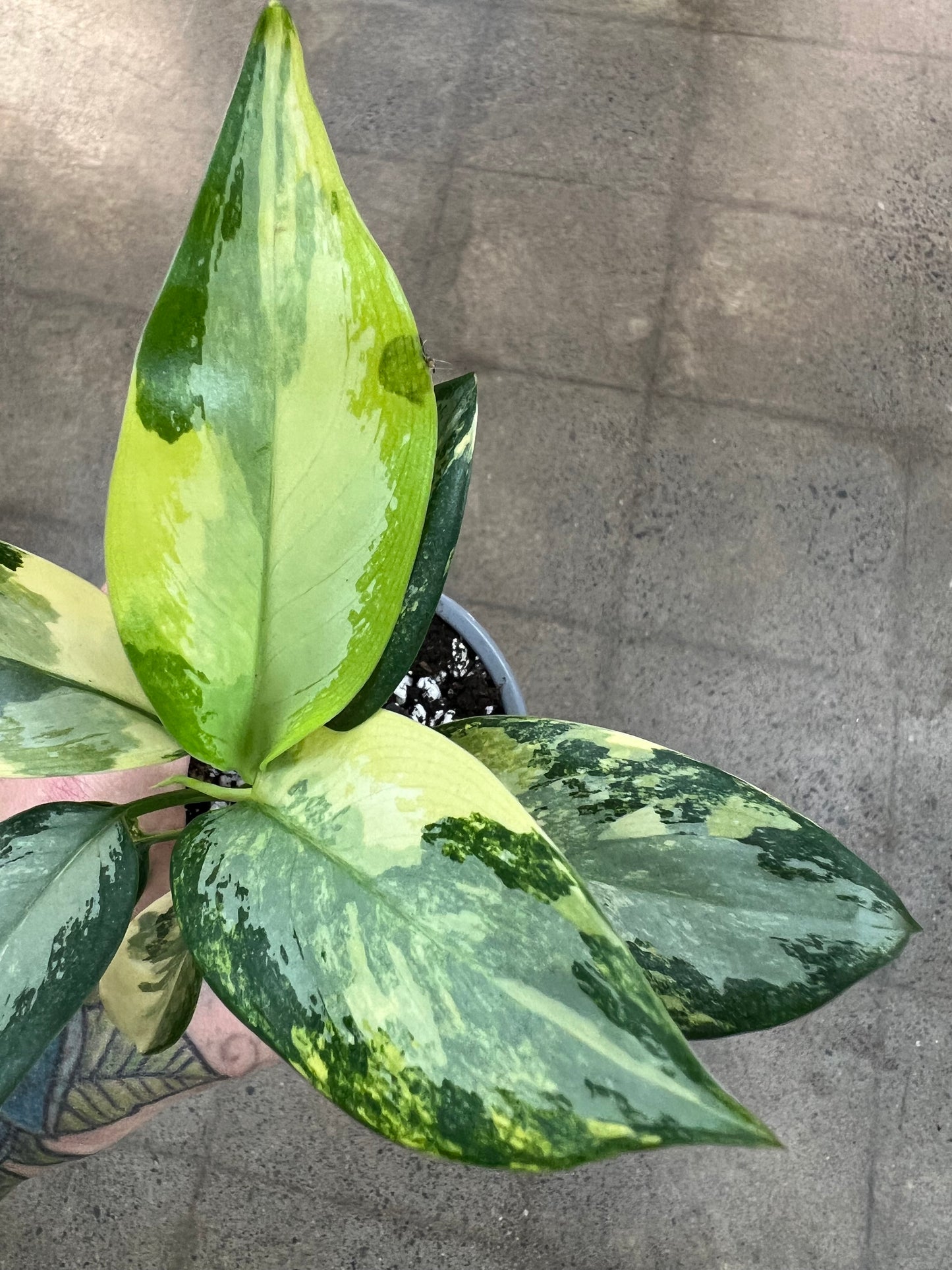 Aglaonema Suvarnabhumi Panaché