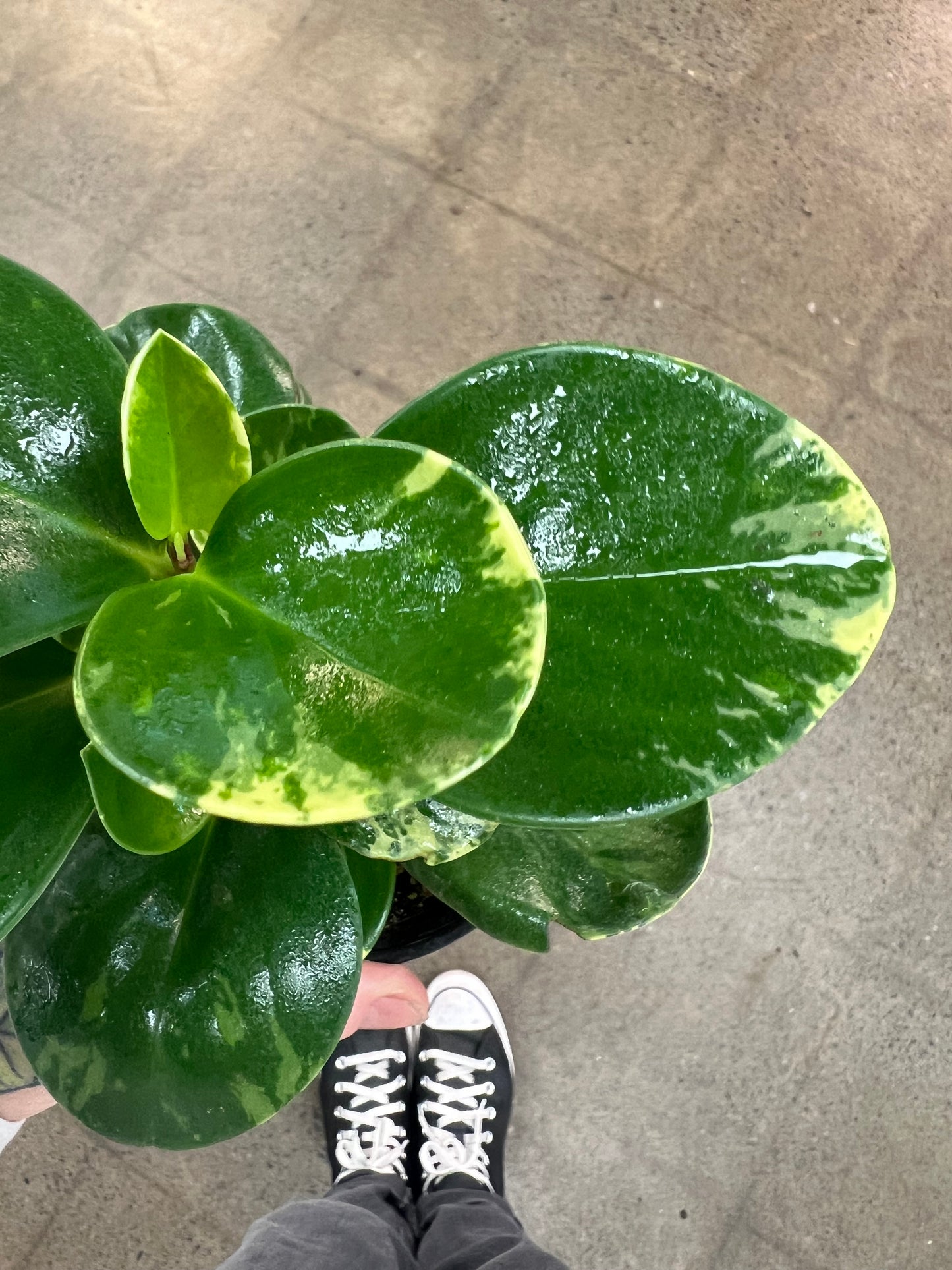 Peperomia Marble