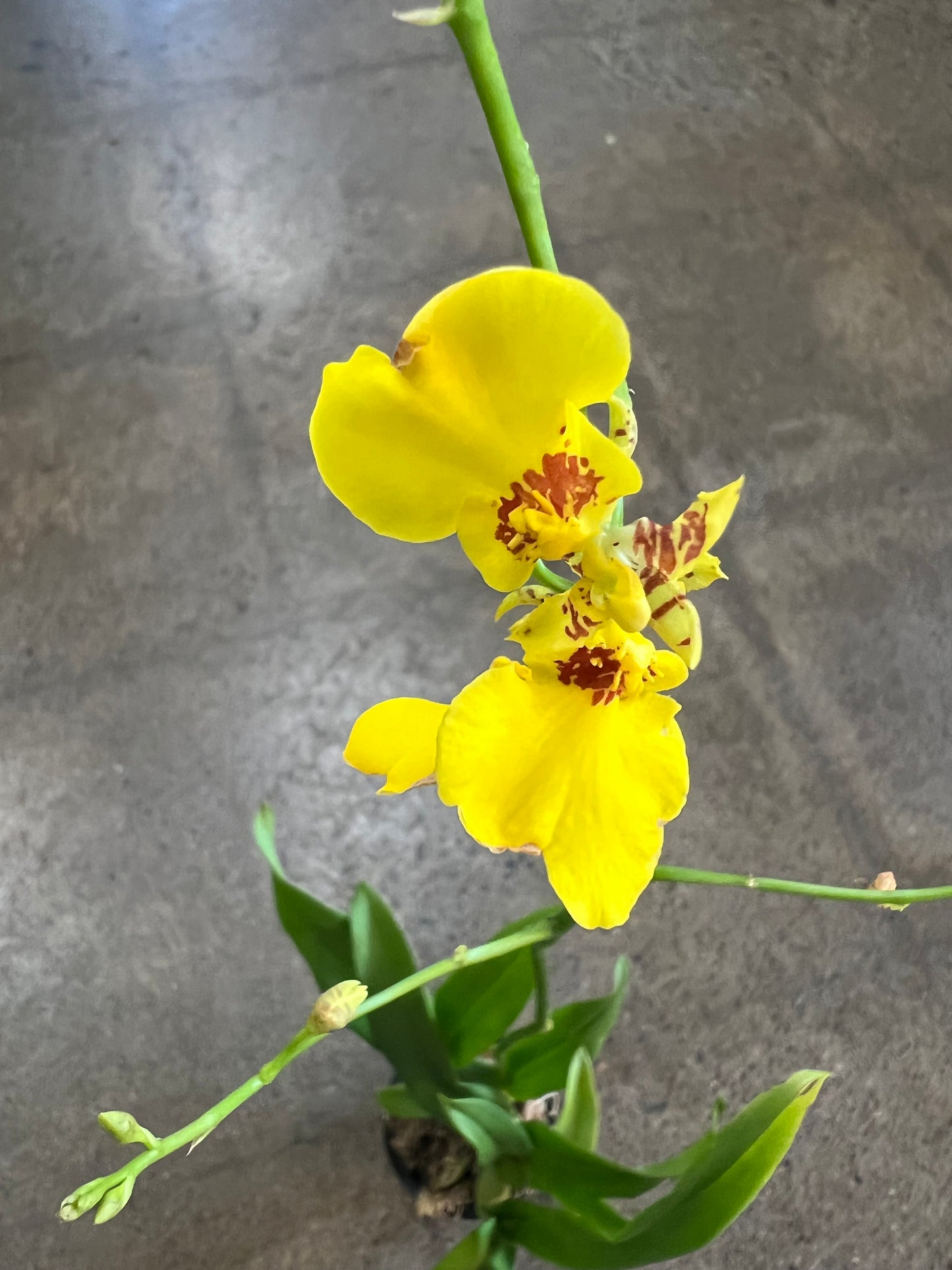 Orchidée Oncidium