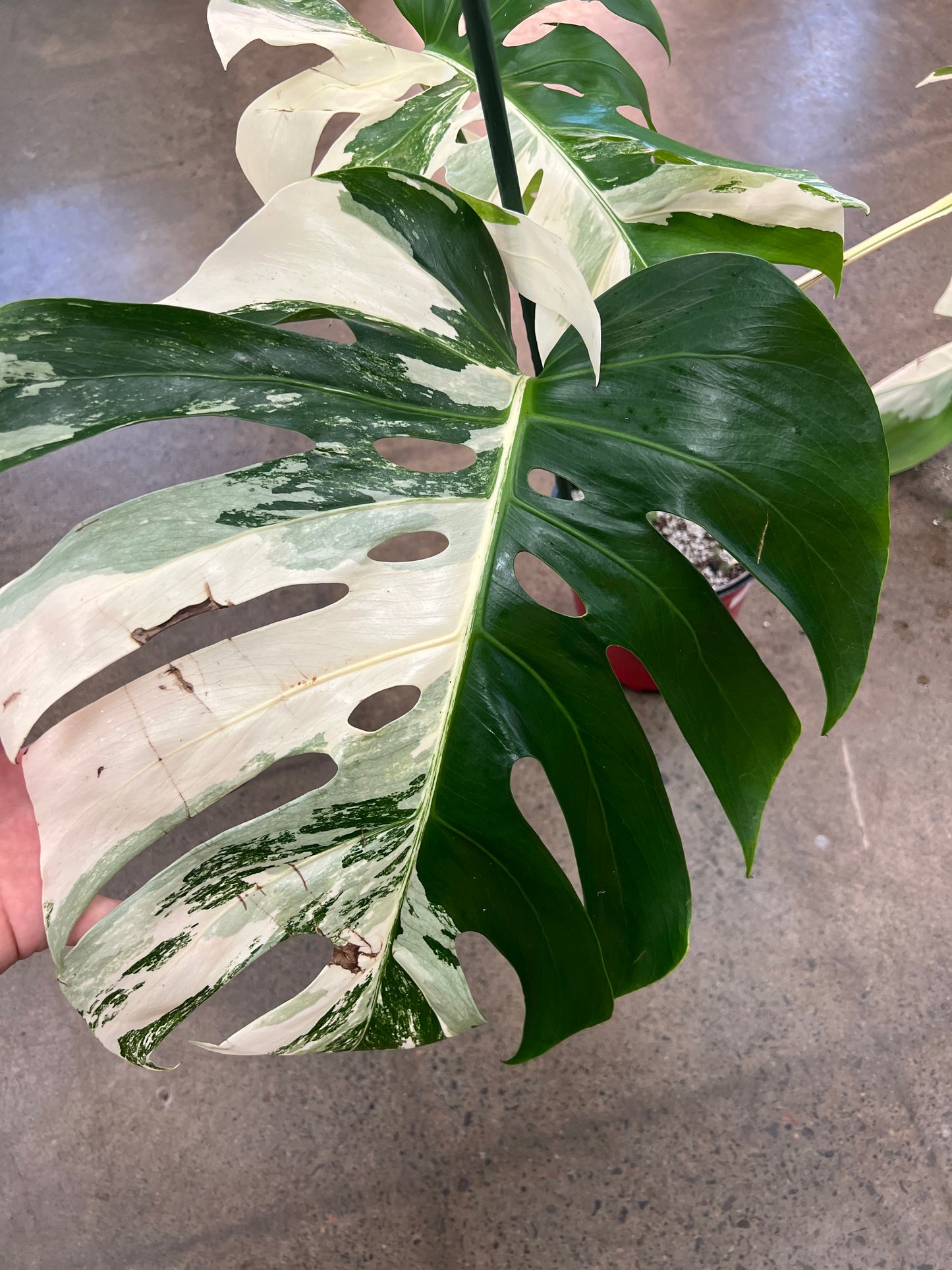 Monstera Albo #22