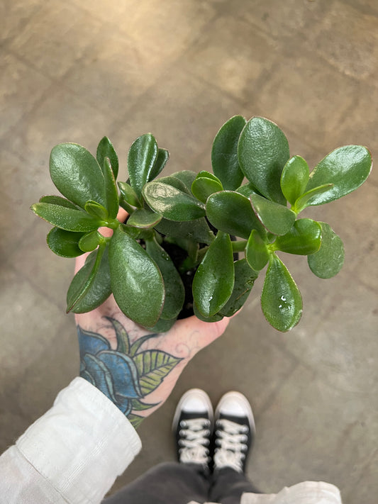 Crassula Arbre de Jade