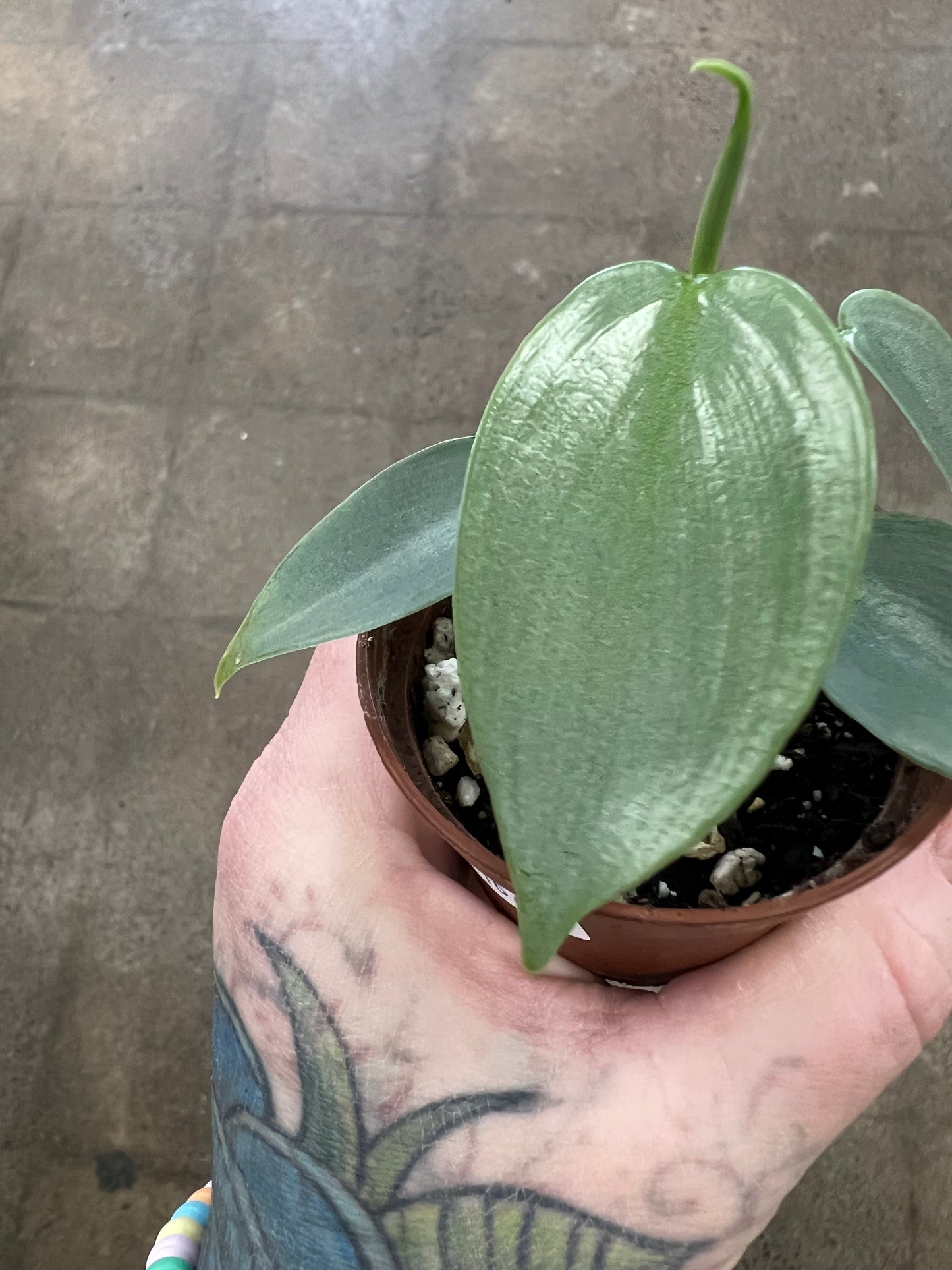 Philodendron Silver Sword