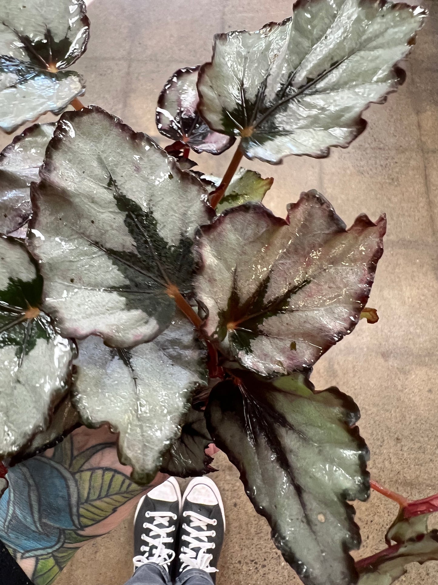 Begonia Foliage Rex