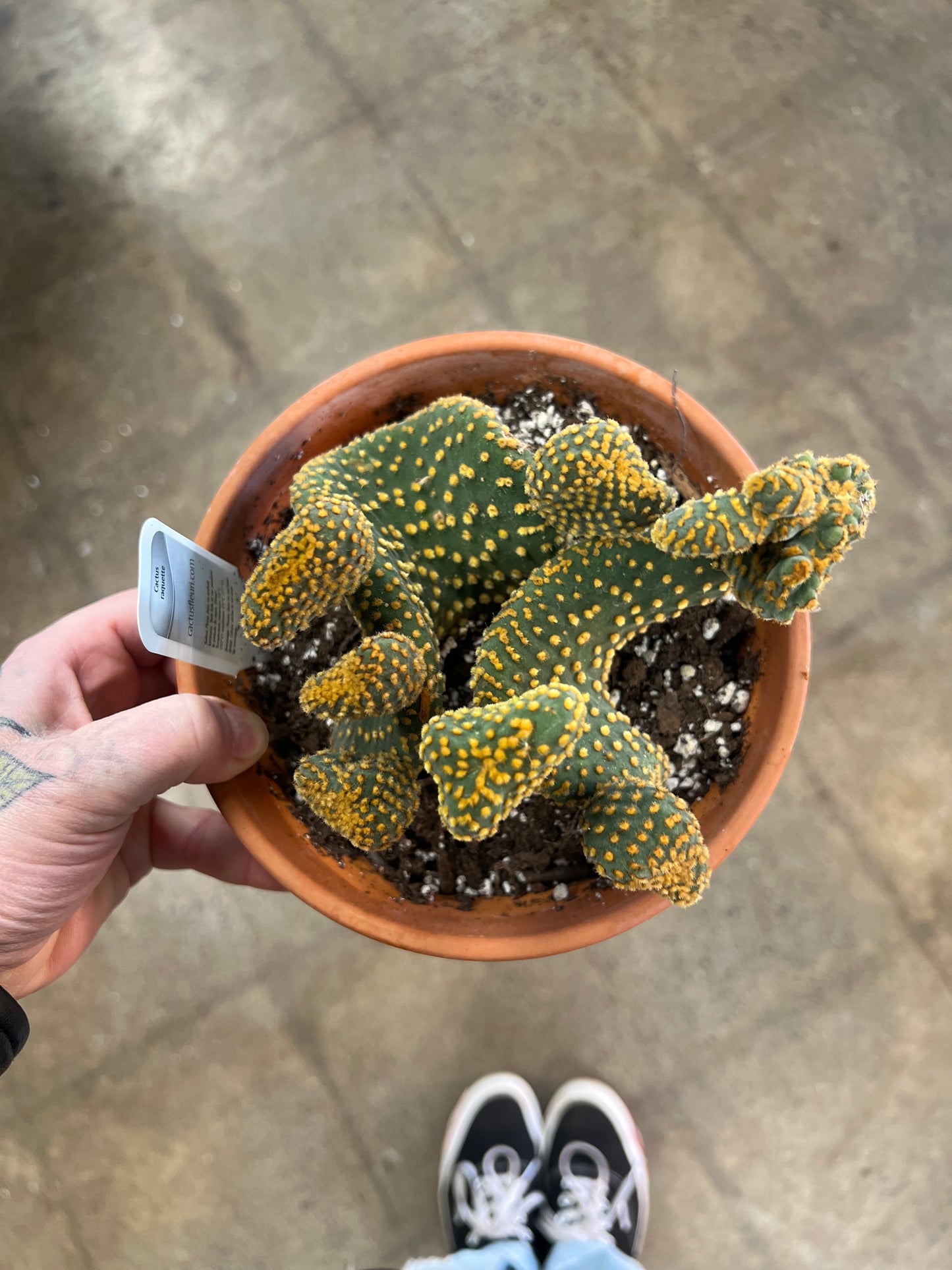 Cactus grès