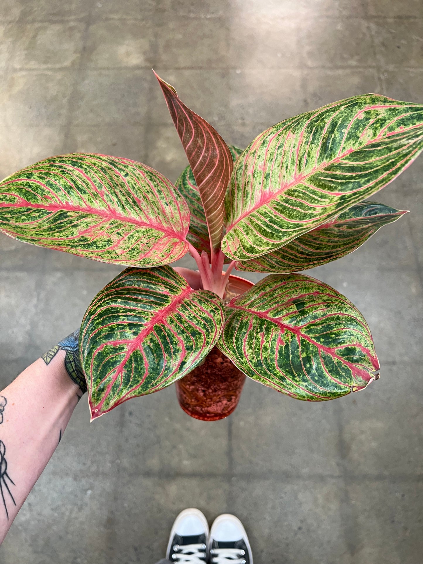 Aglaonema Hughe