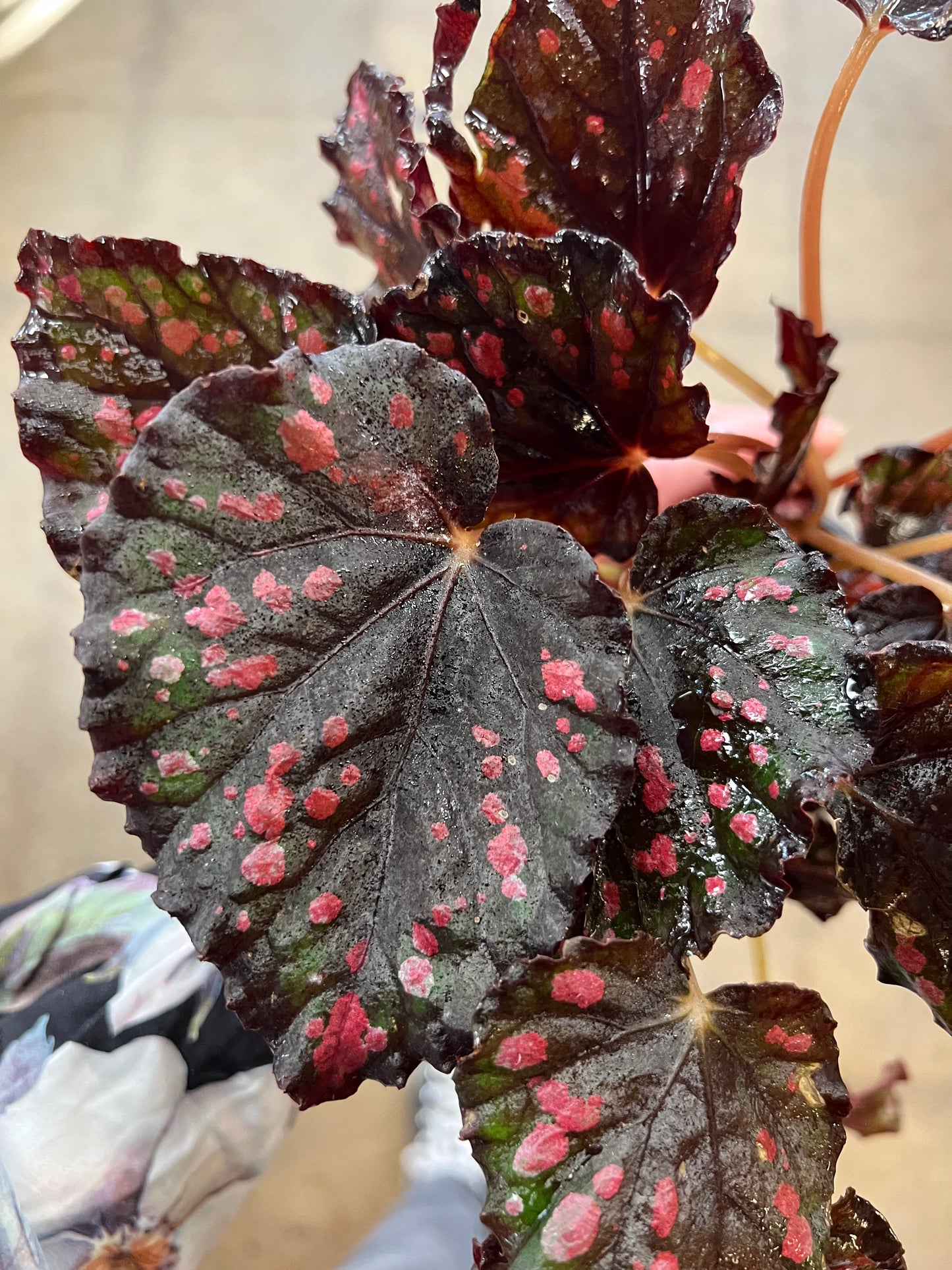 Begonia Foliage Rex