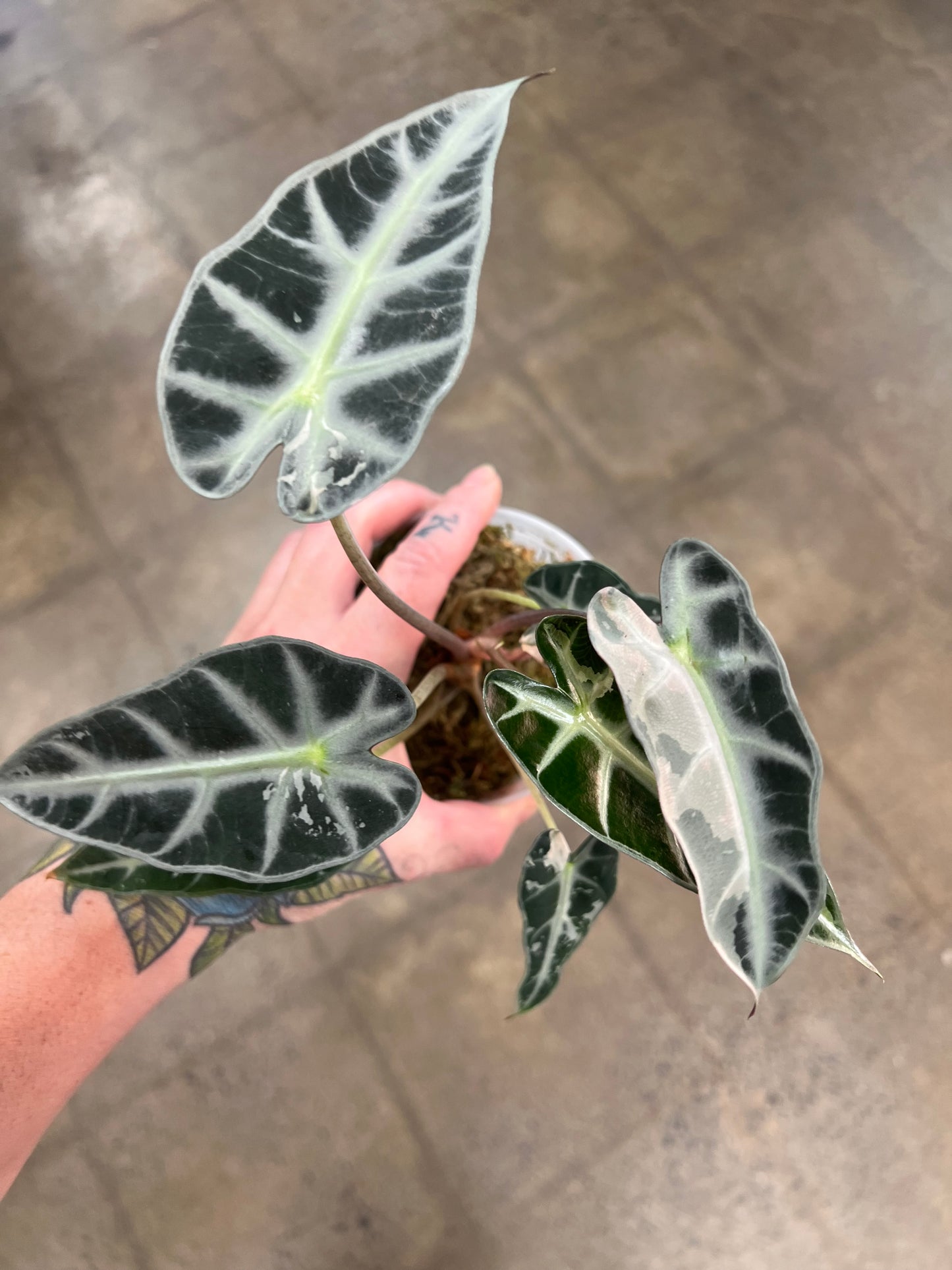 Alocasia Bambino Pink Panaché