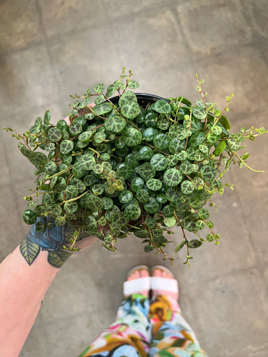 Peperomia Prostrata