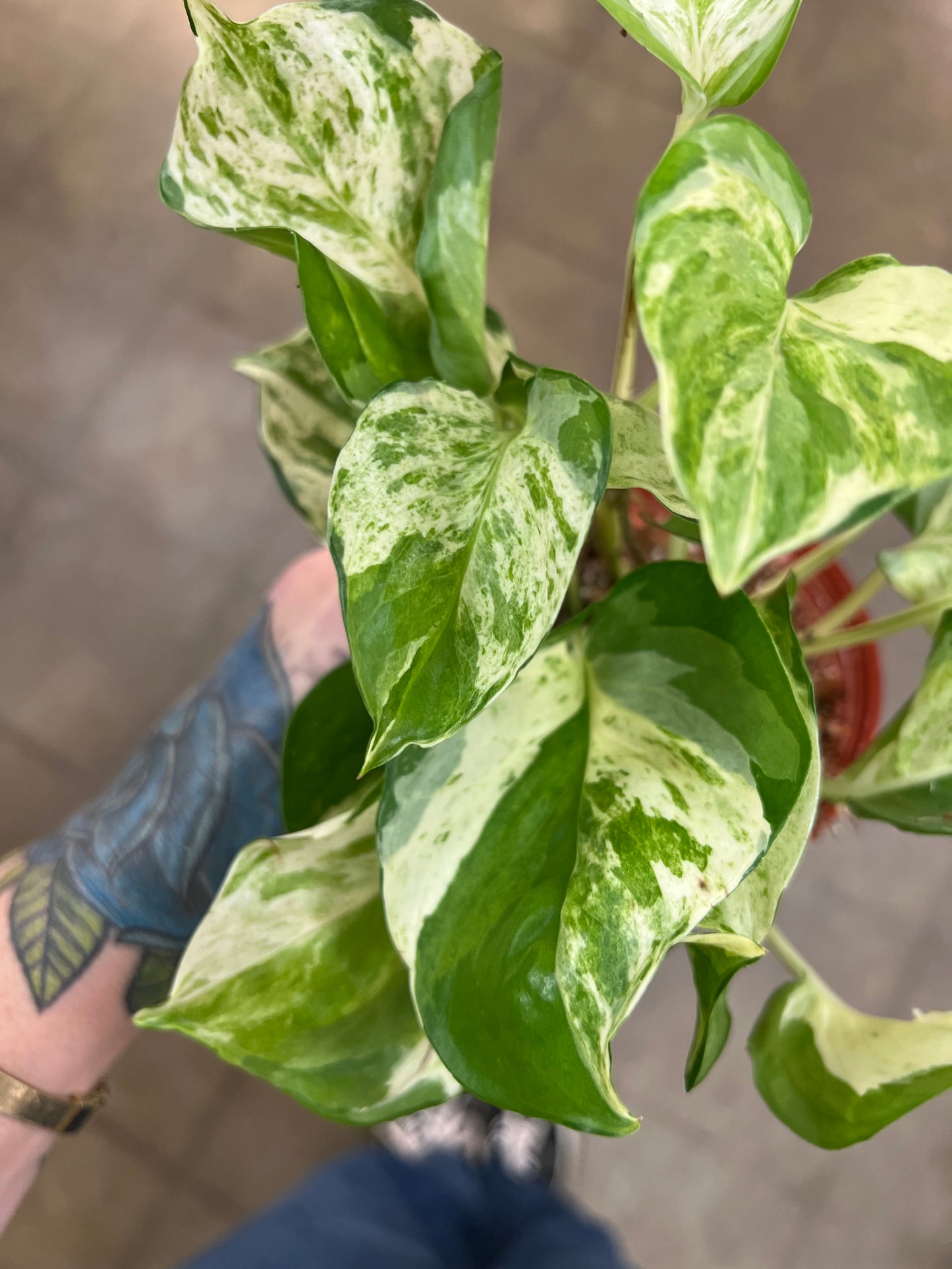 Pothos Manjula