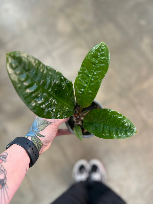 Anthurium Superbum