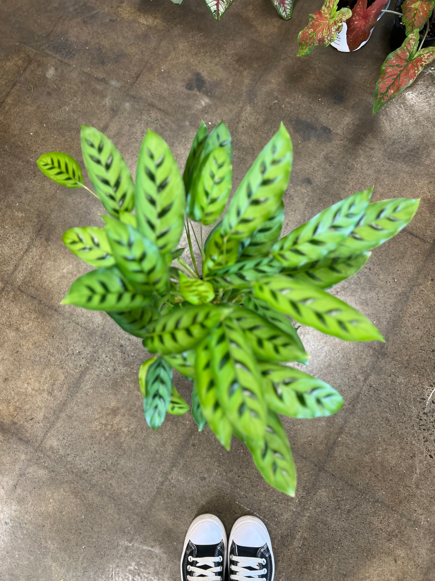 Calathea Léopardina