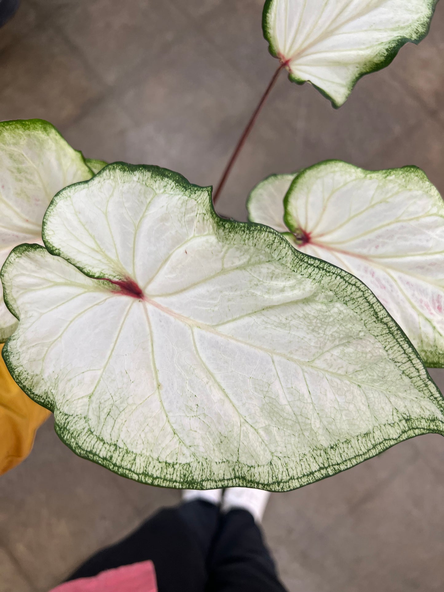 Caladium Hortulatum Asst.