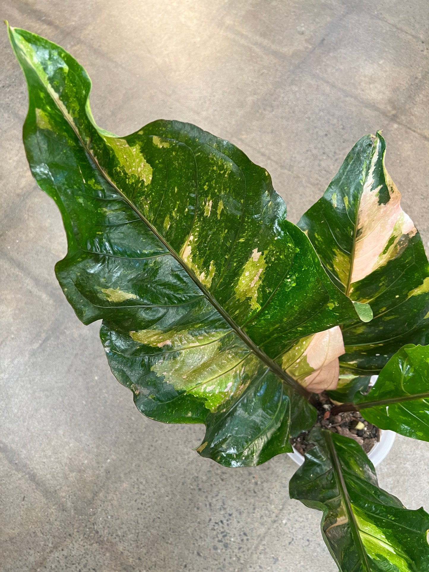 Anthurium Hookeri Pink Panaché