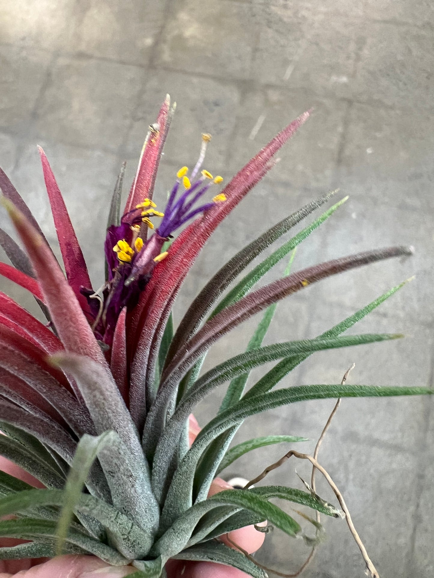 Tillandsia Ionantha Fuego