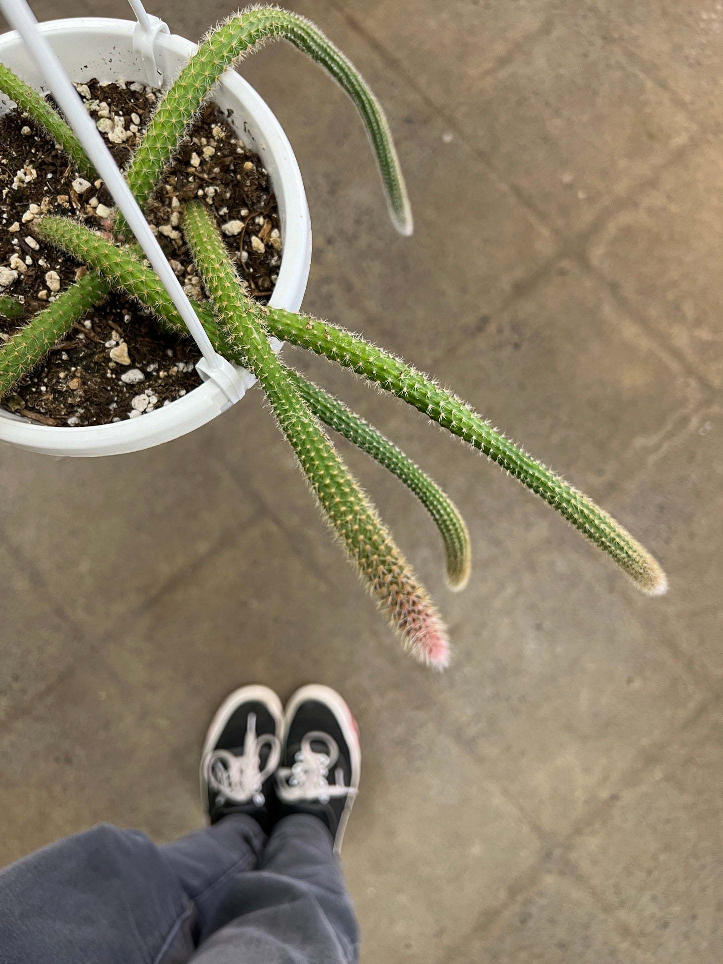 Cactus Rattail