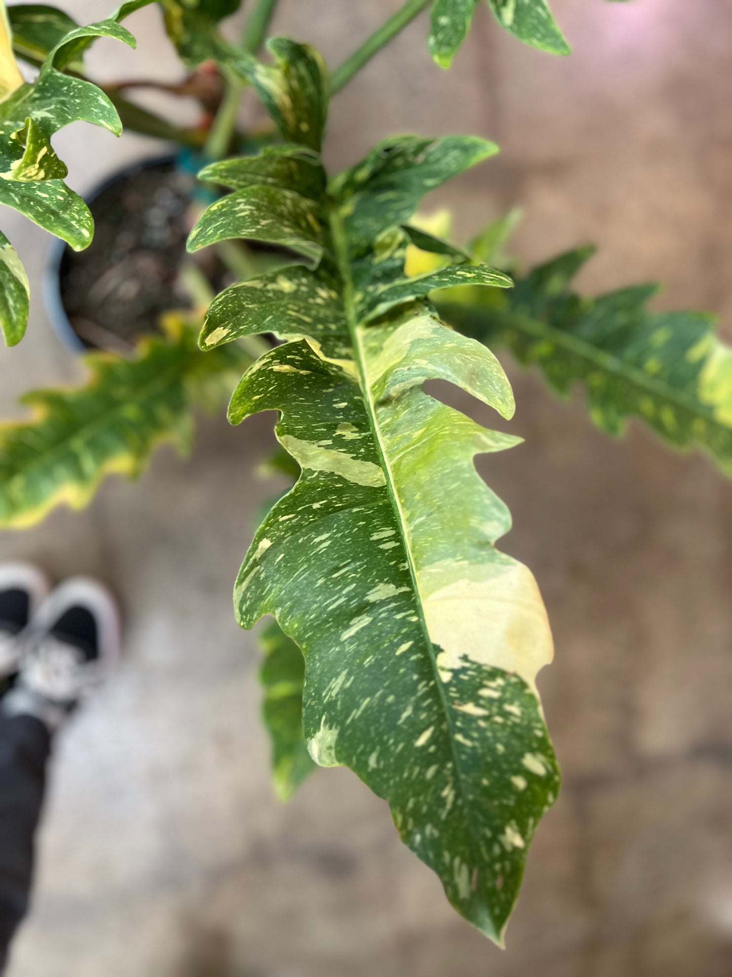 Philodendron Ring Of Fire