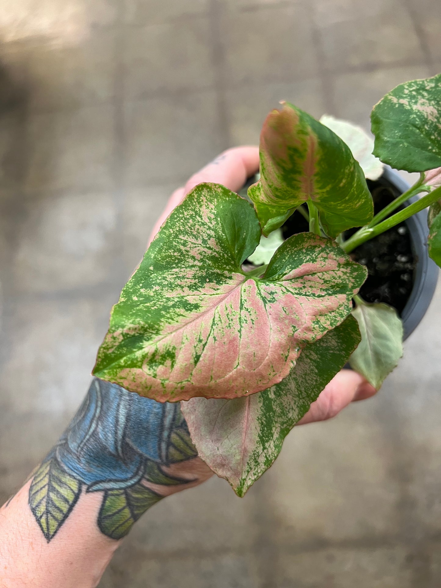 Syngonium Strawberry