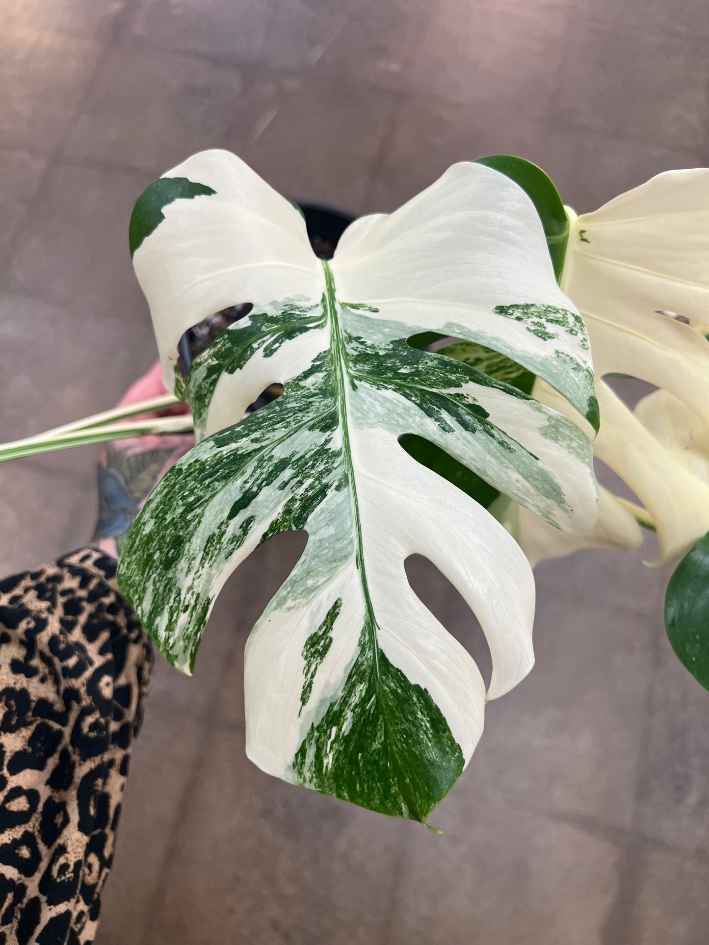 Monstera Albo #21