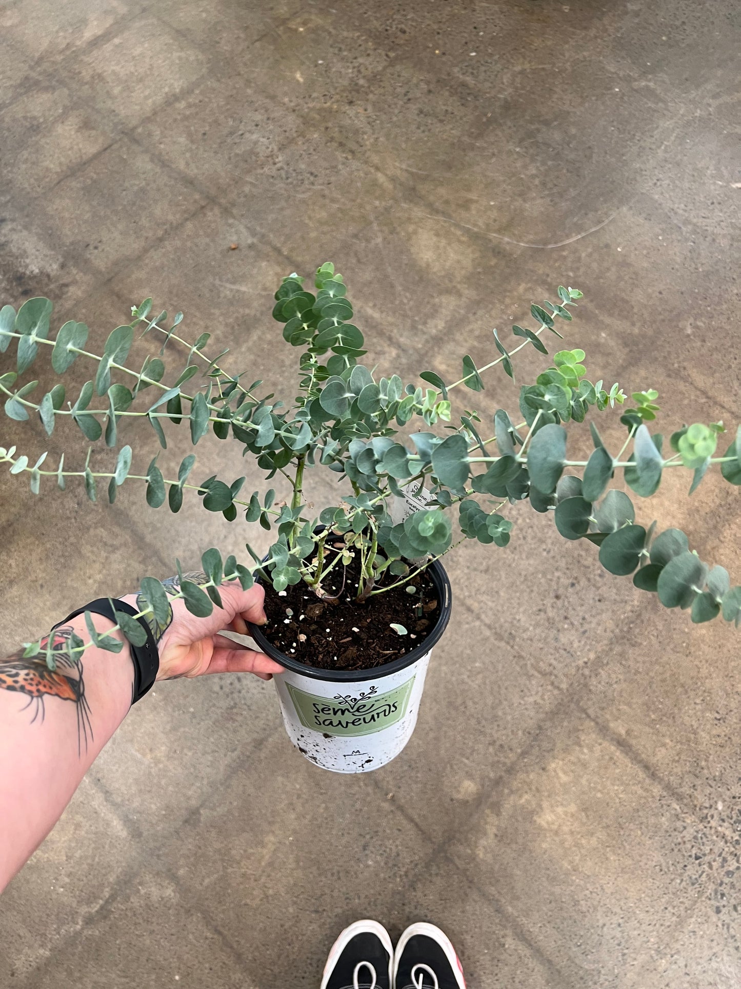 Eucalyptus