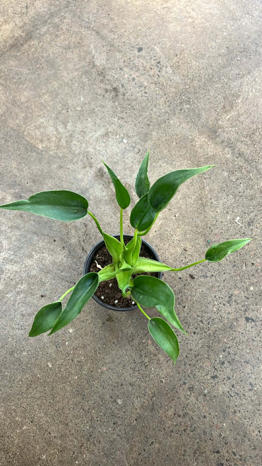 Alocasia Tiny Dancer