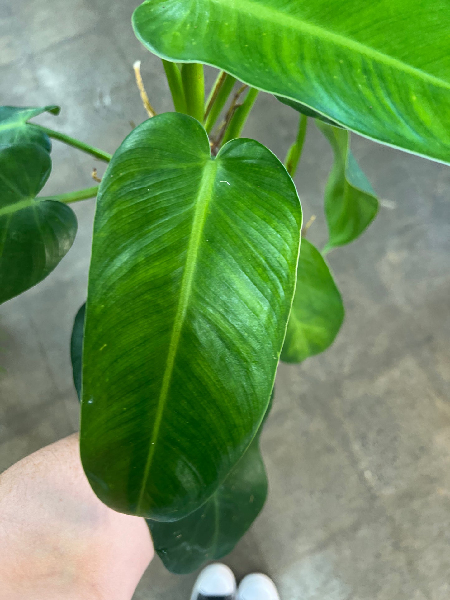 Philodendron Jose Buono