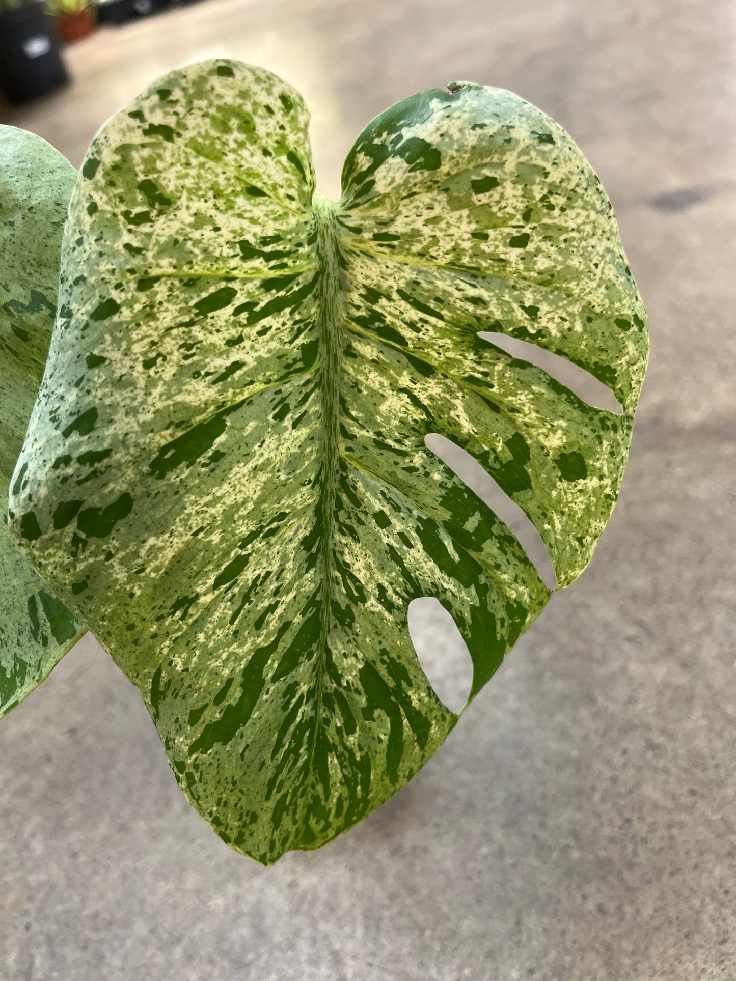 Monstera Bulbasaur