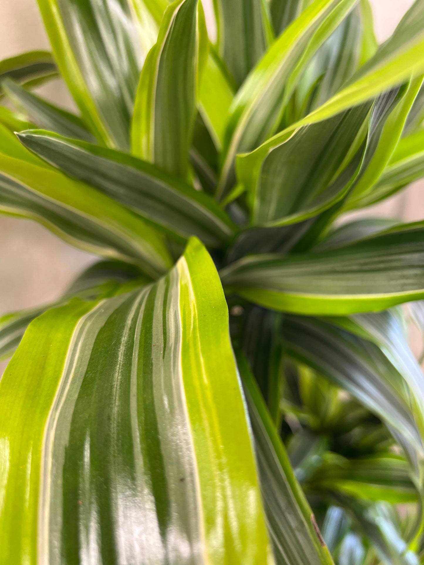 Dracaena Warneckii Lemon cane 3'2'1'