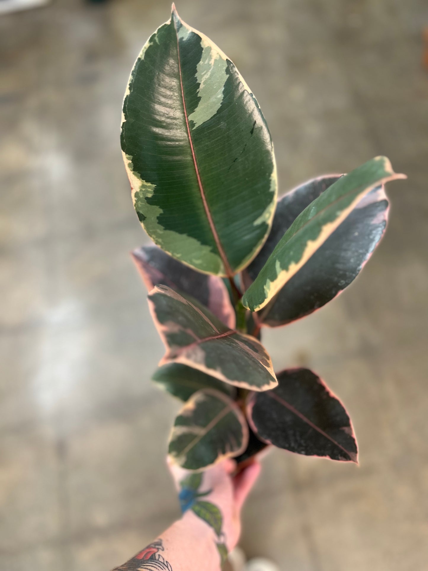 Ficus Elastica Ruby