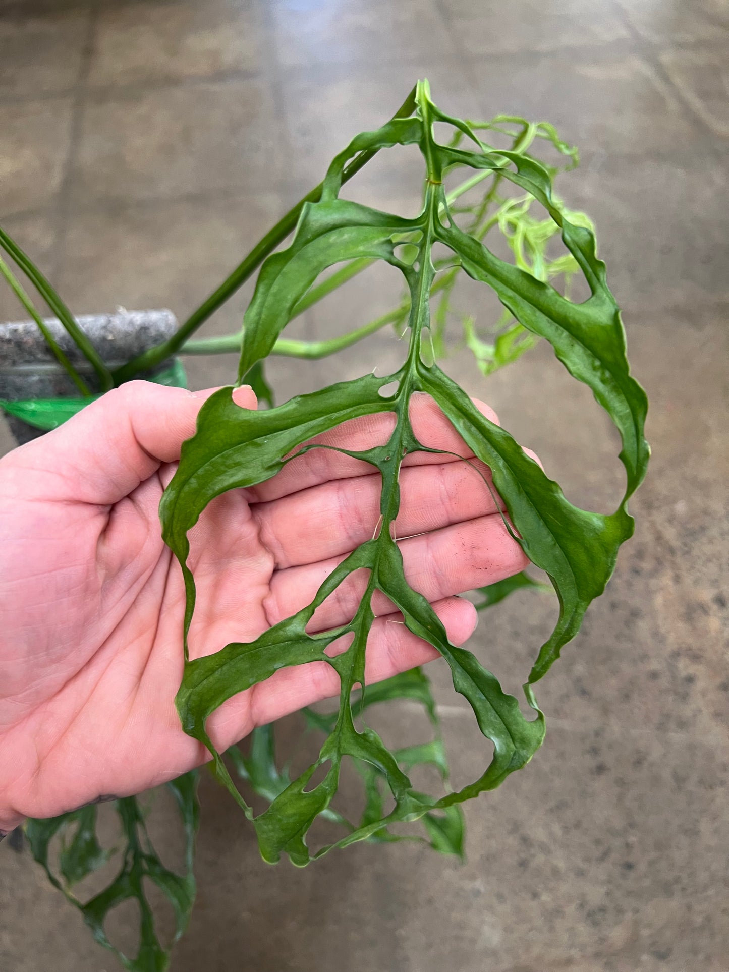 Monstera Peru Obliqua