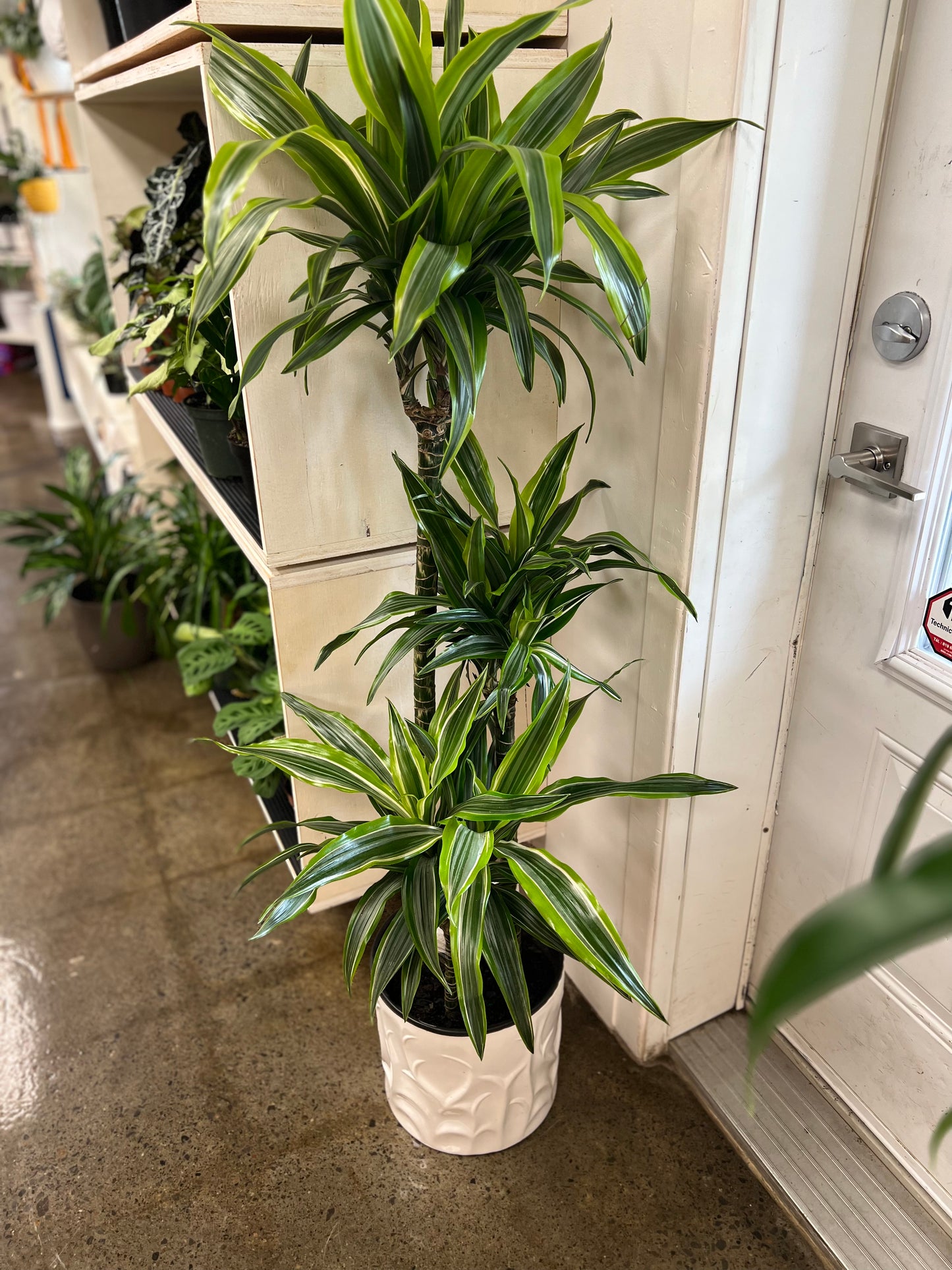 Dracaena Warneckii Lemon cane 3'2'1'