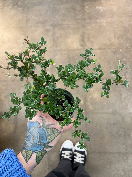 Bonsaï Olive Noire