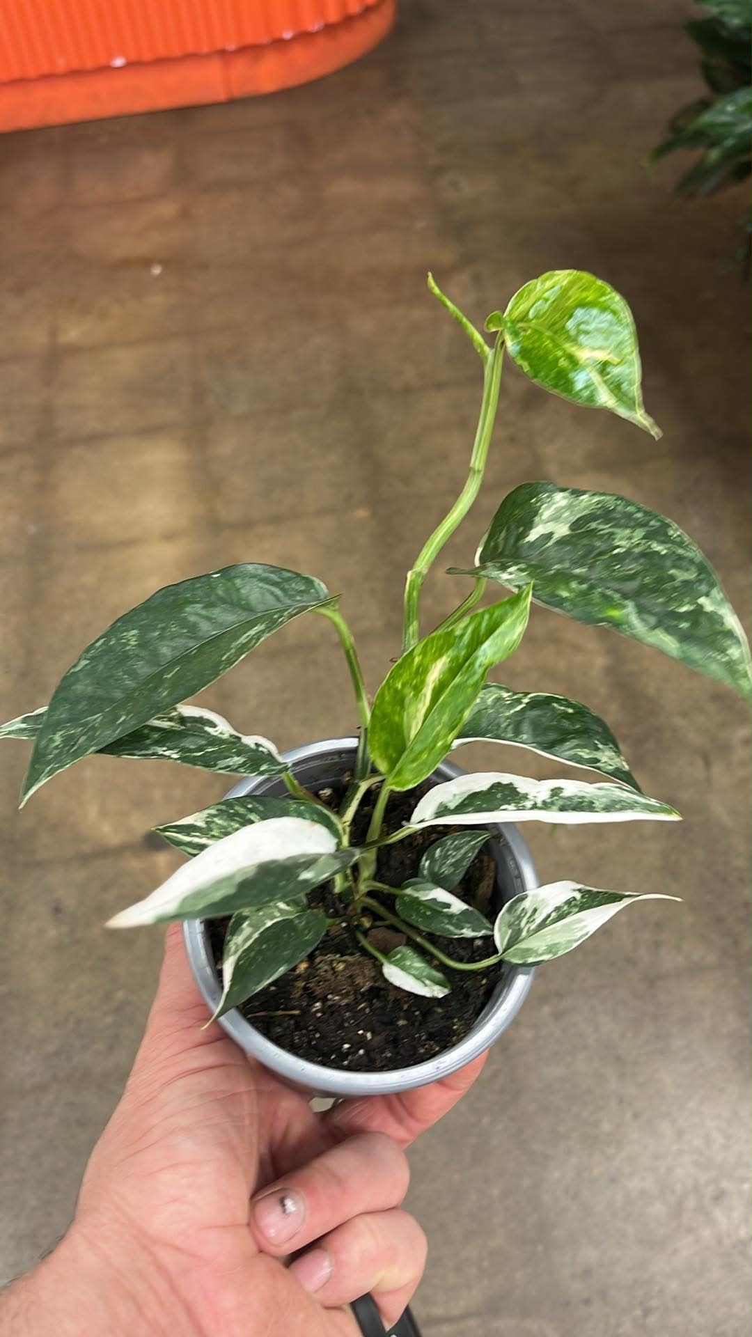 Epipremnum Pinnatum Albo
