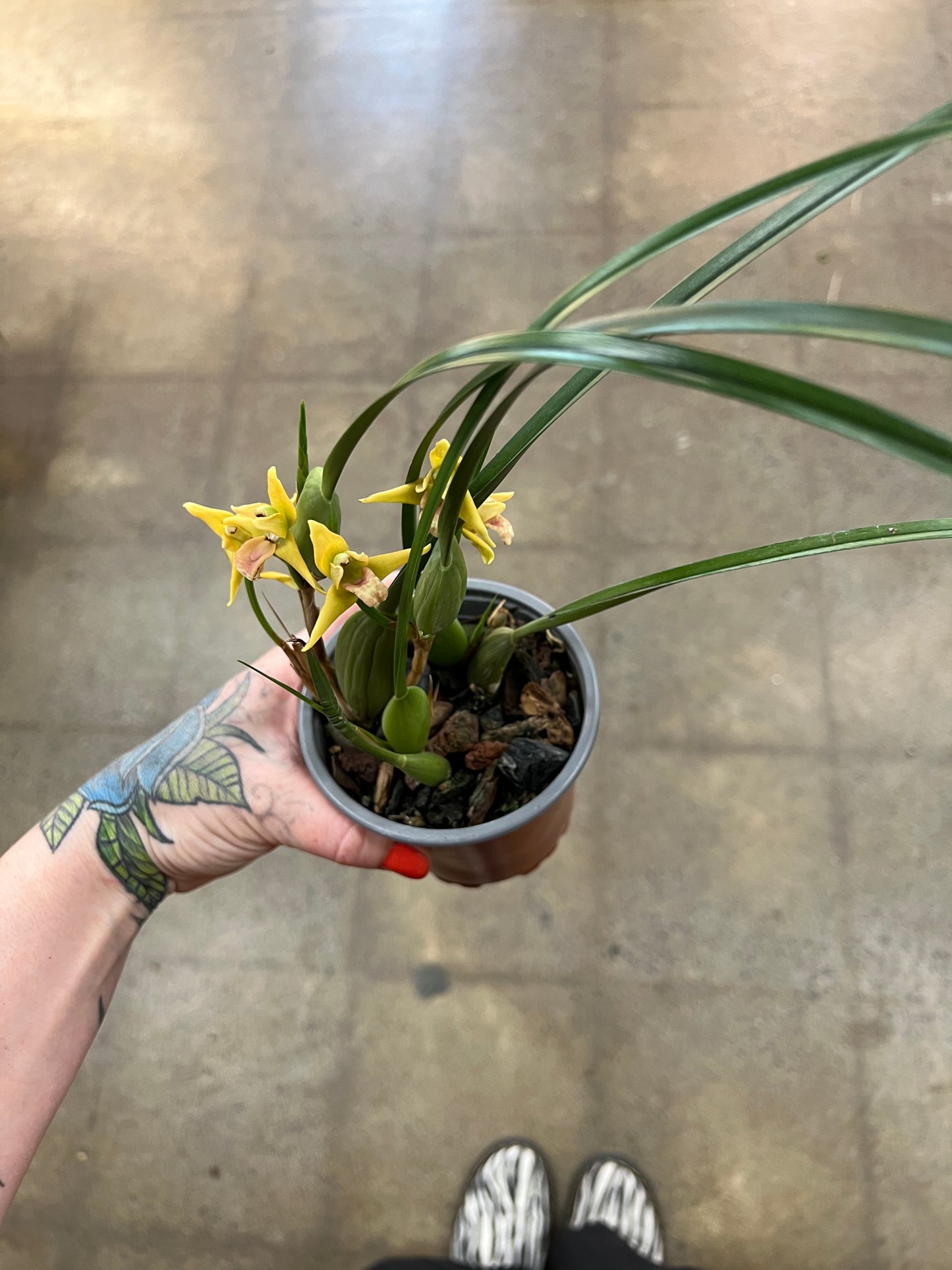 Orchidée Maxillaria/ Coconut Orchid