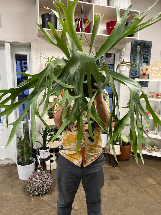 Fern Staghorn