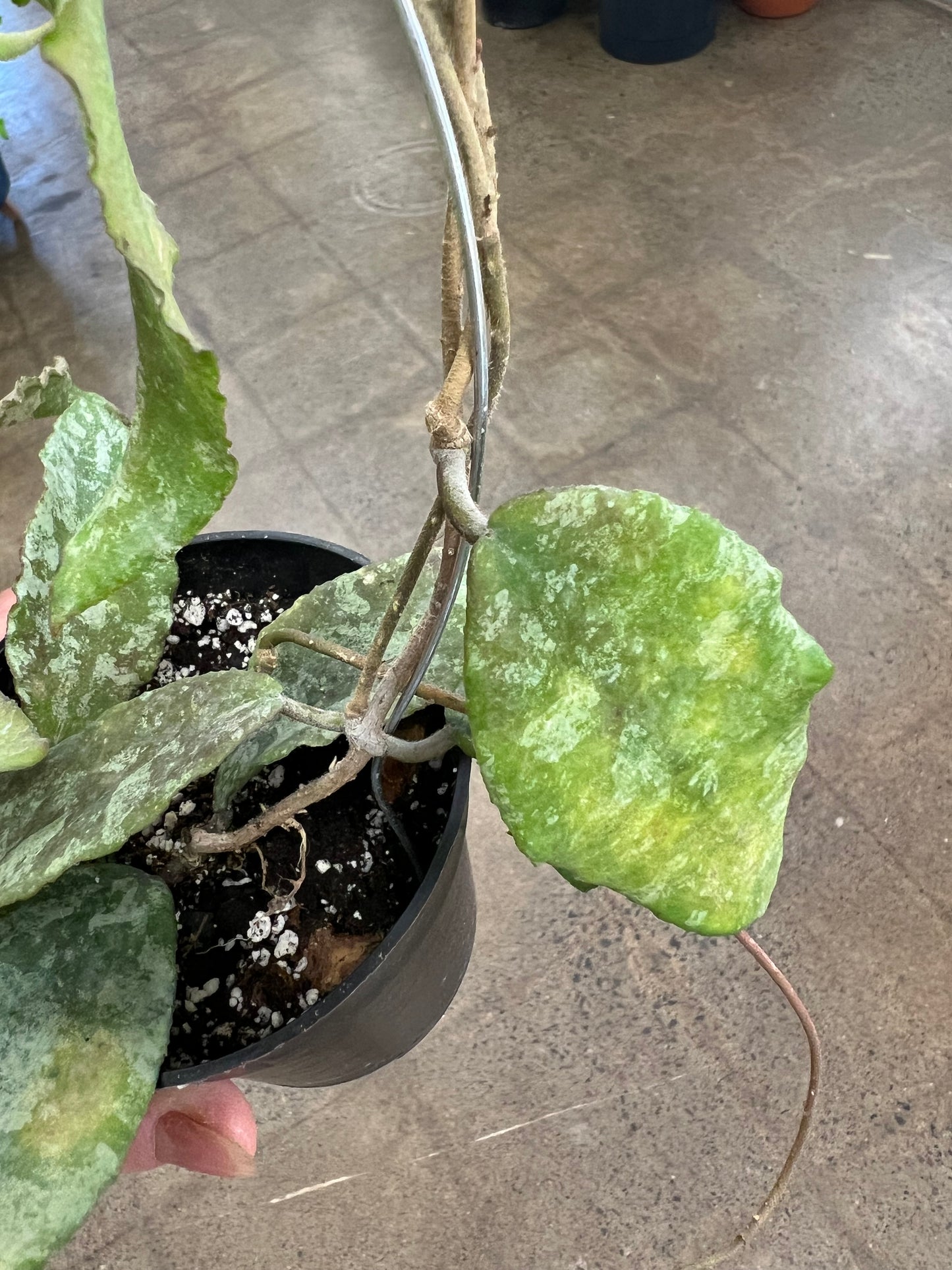 Hoya Caudata Silver Leaves