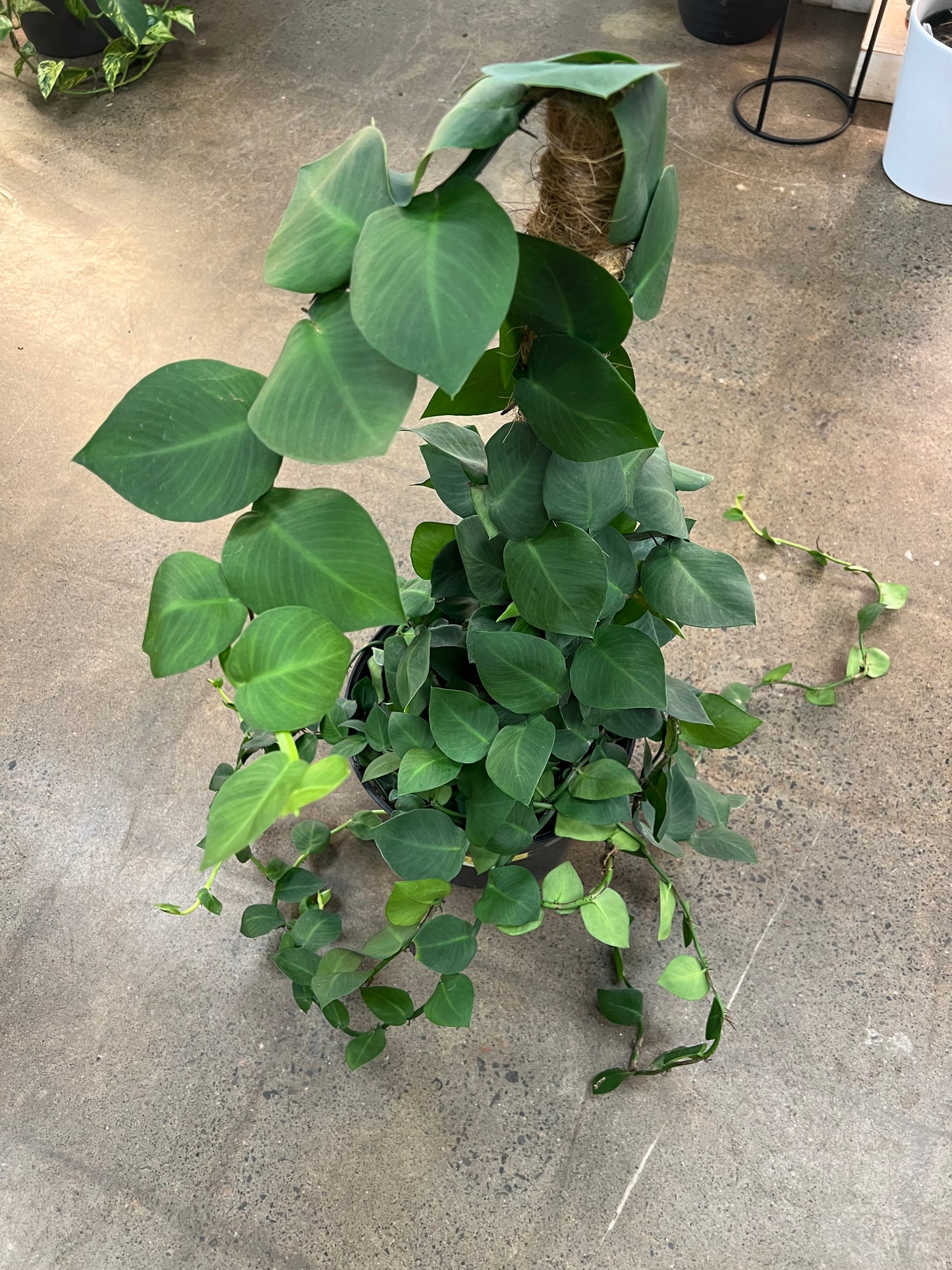 Rhaphidophora Korthalsii Totem