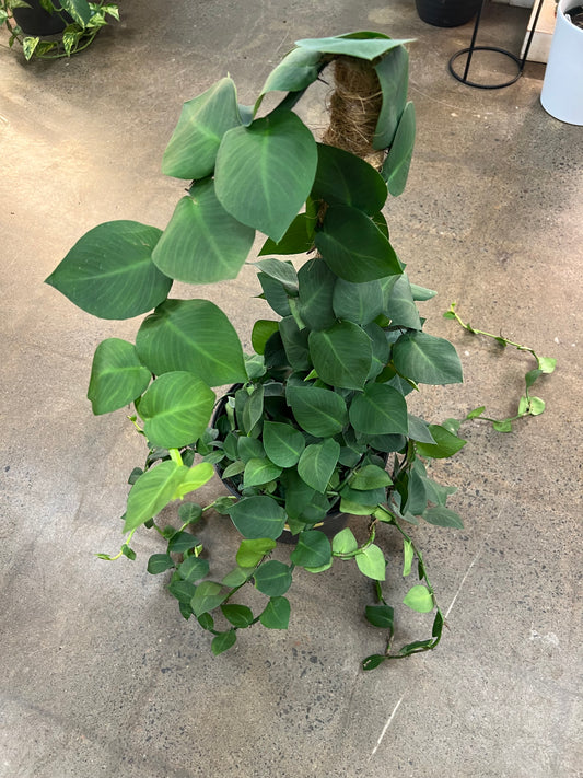 Rhaphidophora Korthalsii Totem