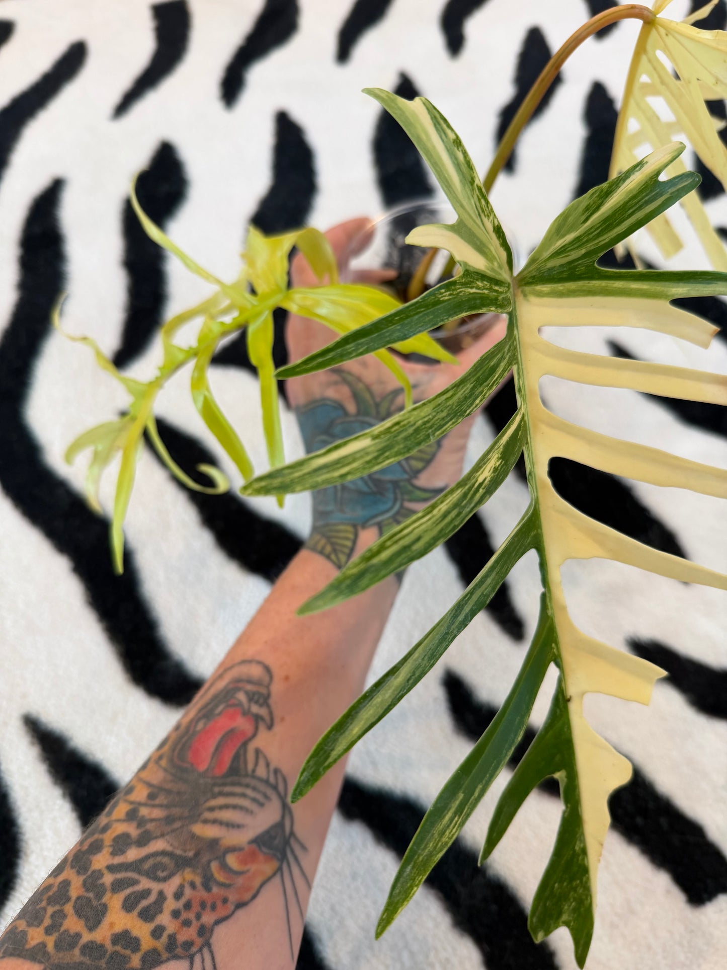 Philodendron Tortum × Florida Beauty High Variegated #1