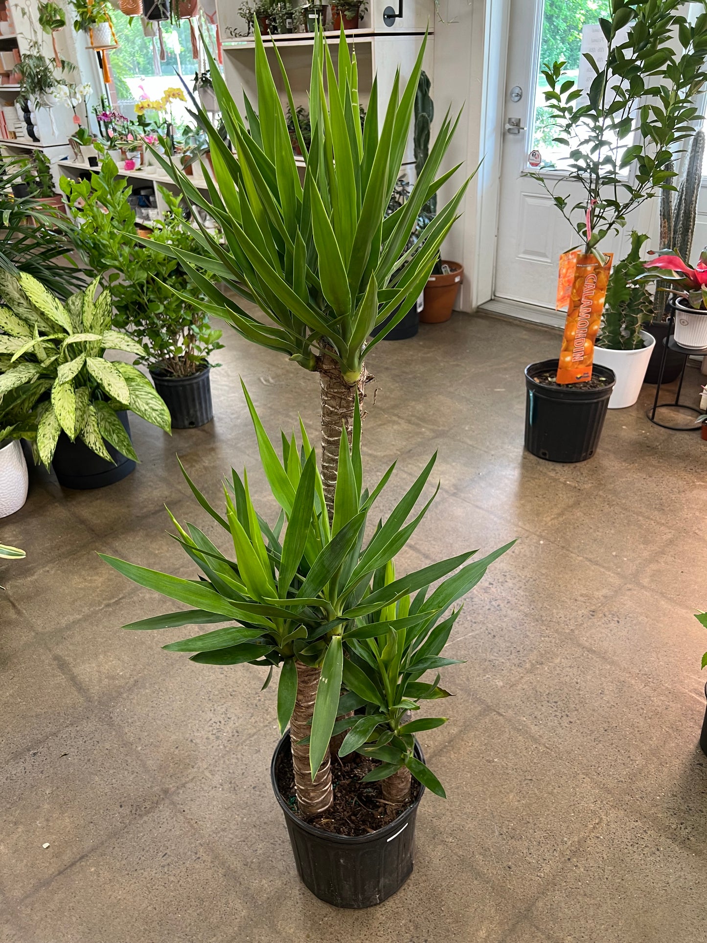 Yucca Cane 3'2'1'