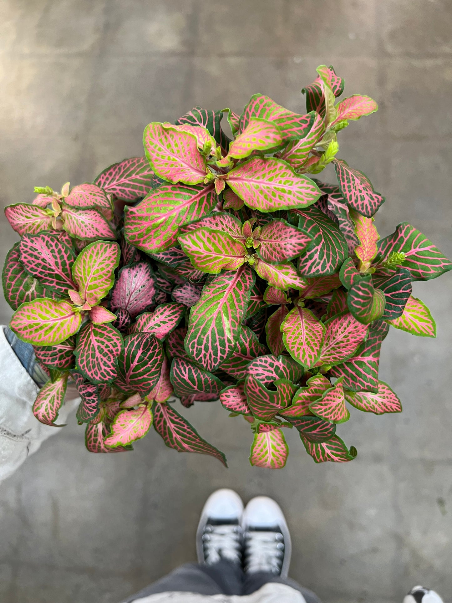 Fittonia Mistral