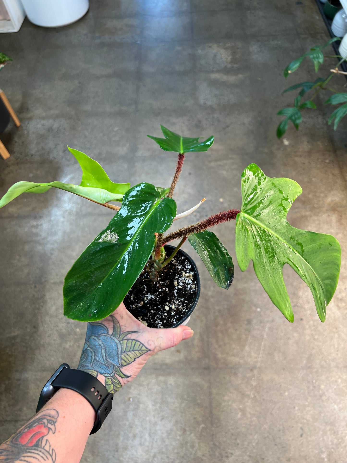 Philodendron Squamiferum