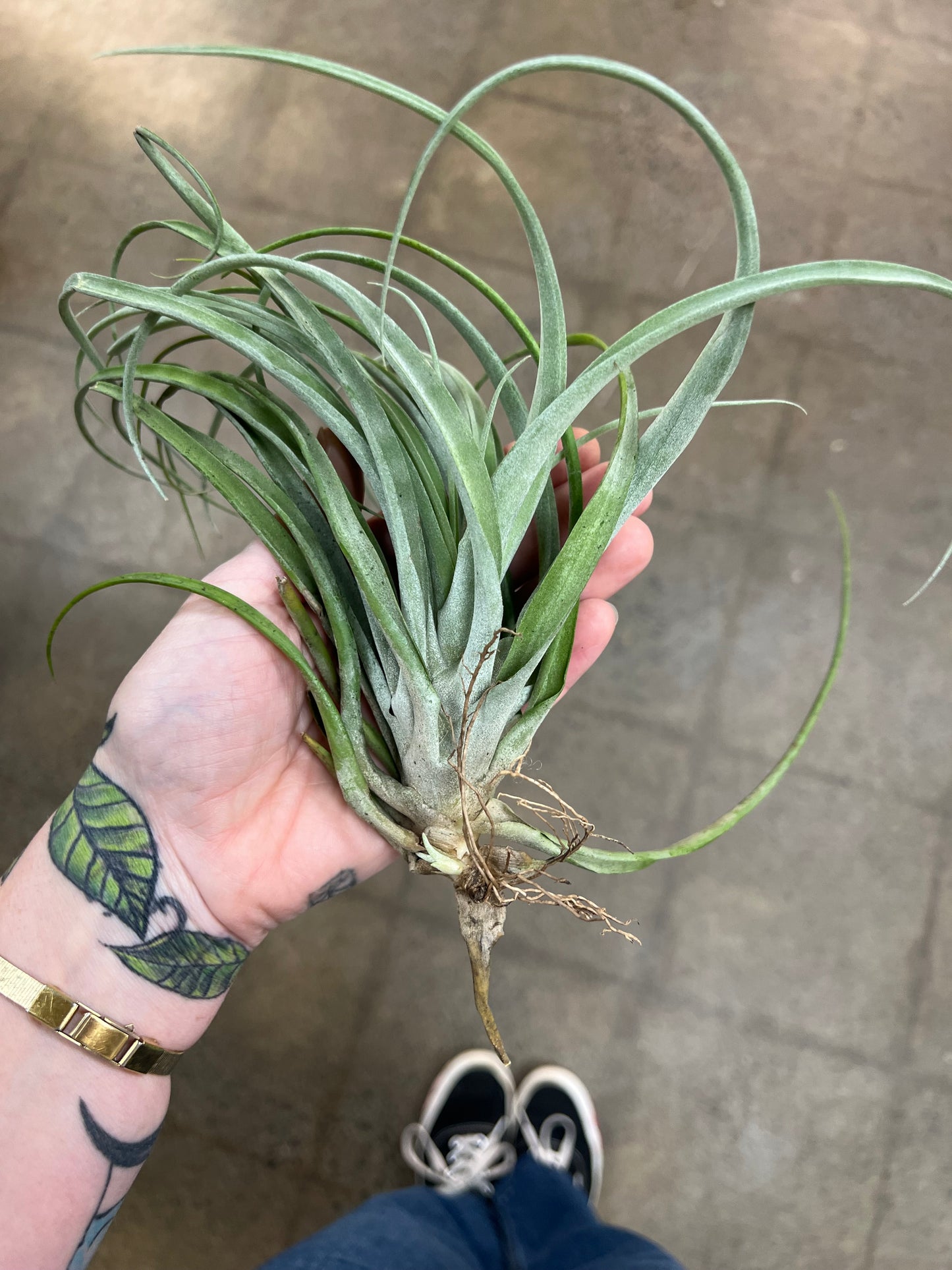 Tillandsia Capitata Silver Rose