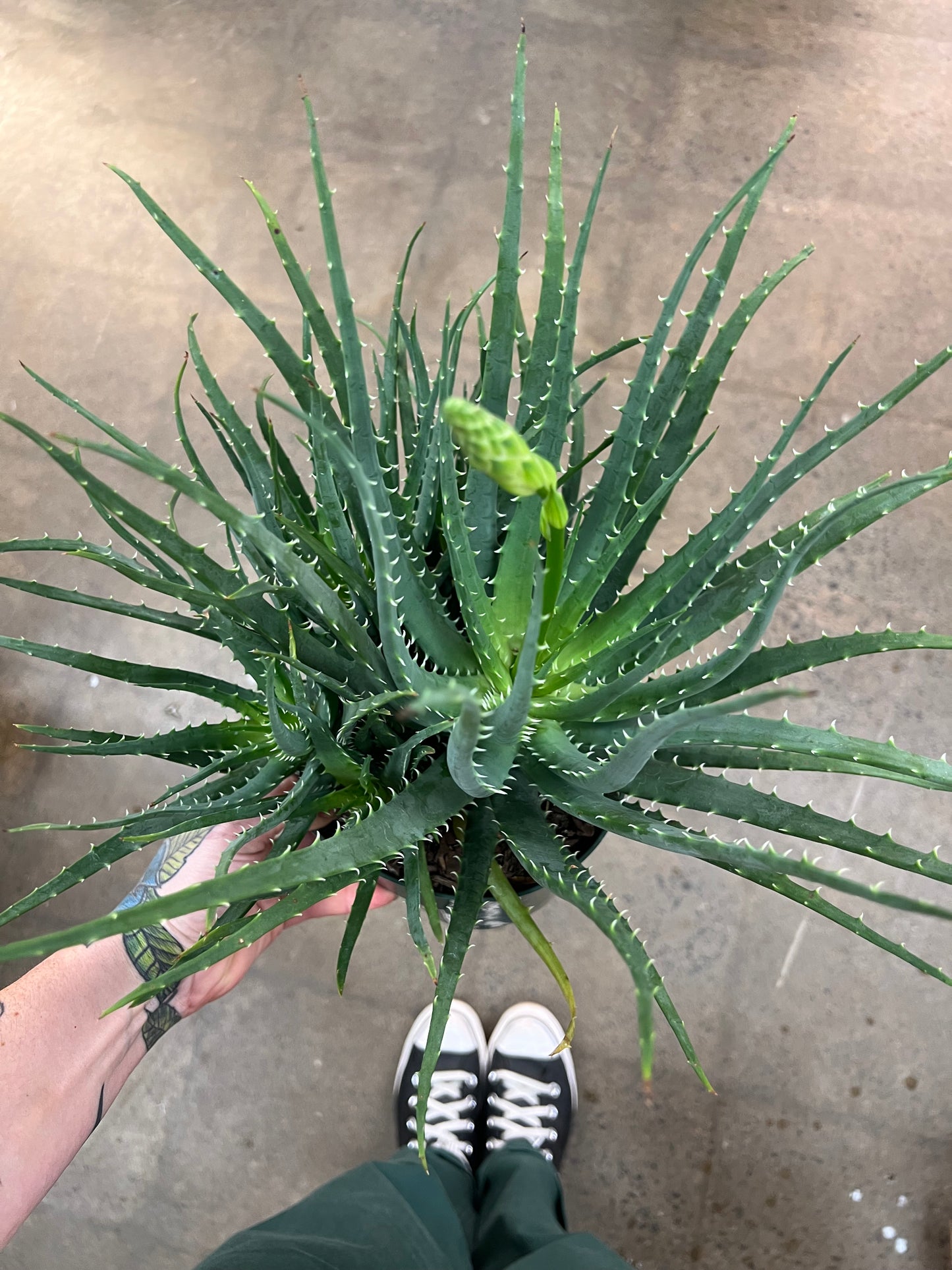 Aloe Hedgehog