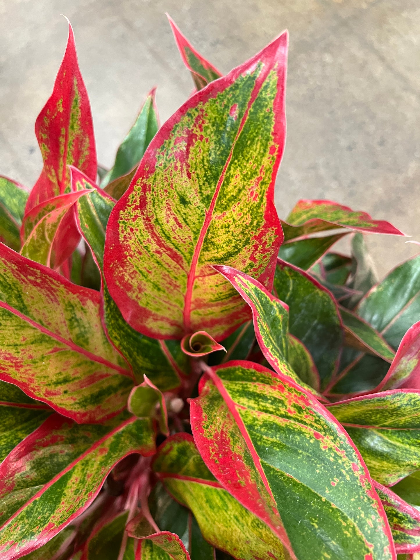 Aglaonema Red Siam