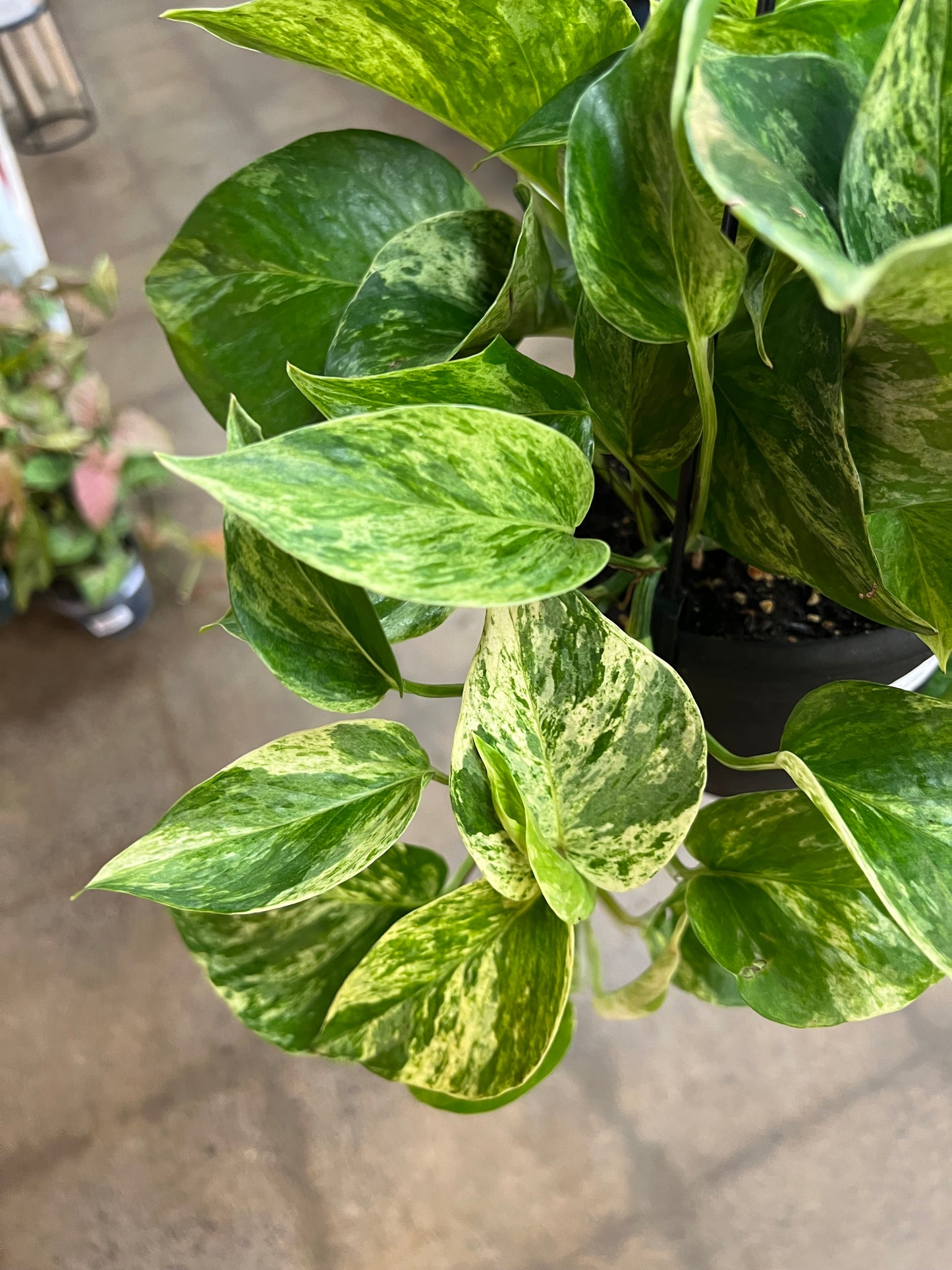 Pothos Marble Queen