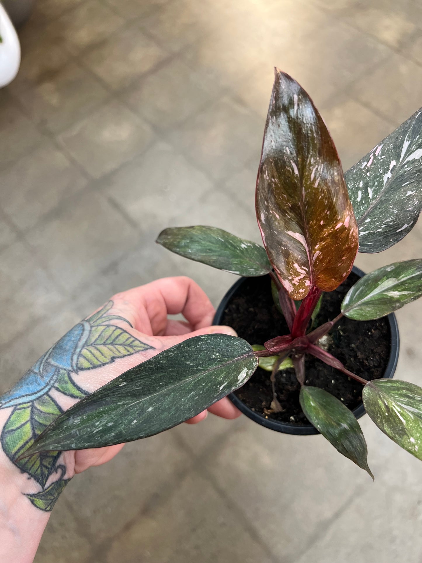 Philodendron Pink Princess