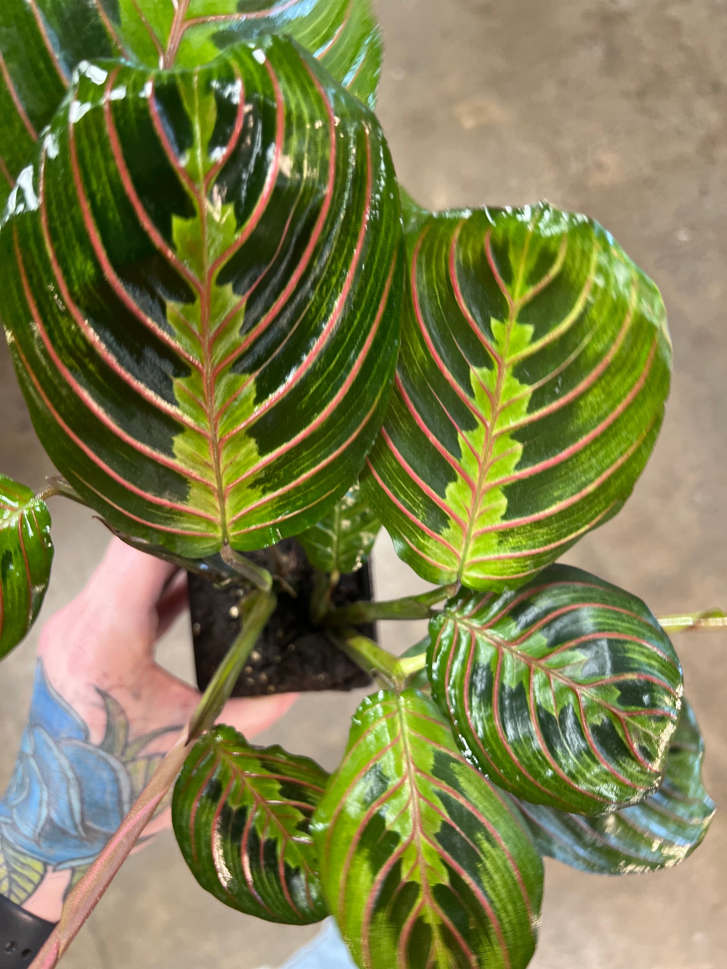 Maranta Rouge