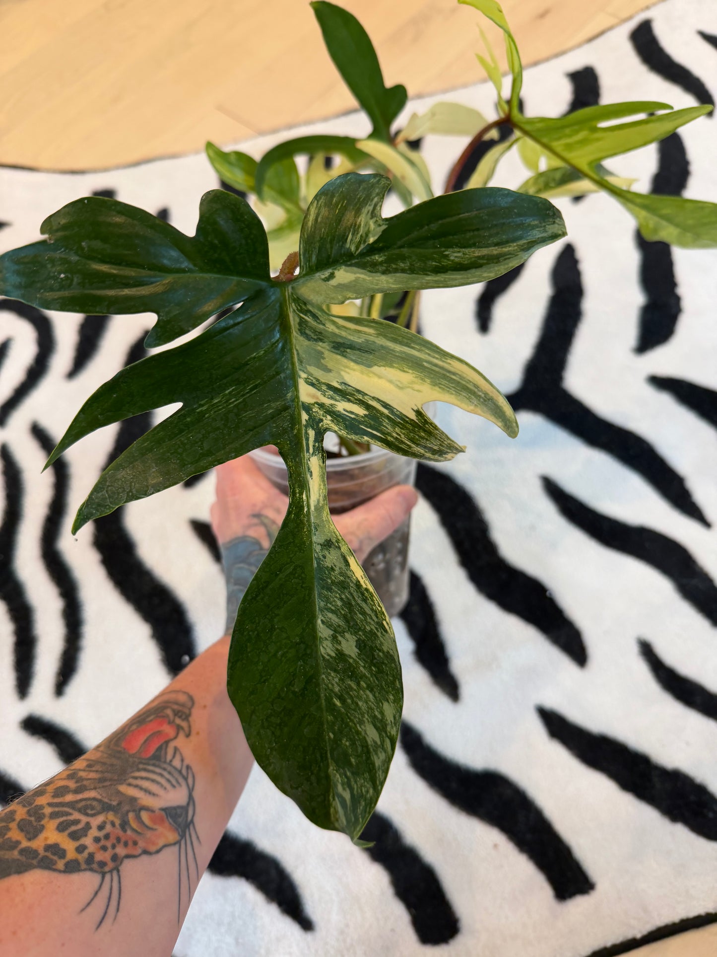 Philodendron Florida Beauty Variegated Large #1